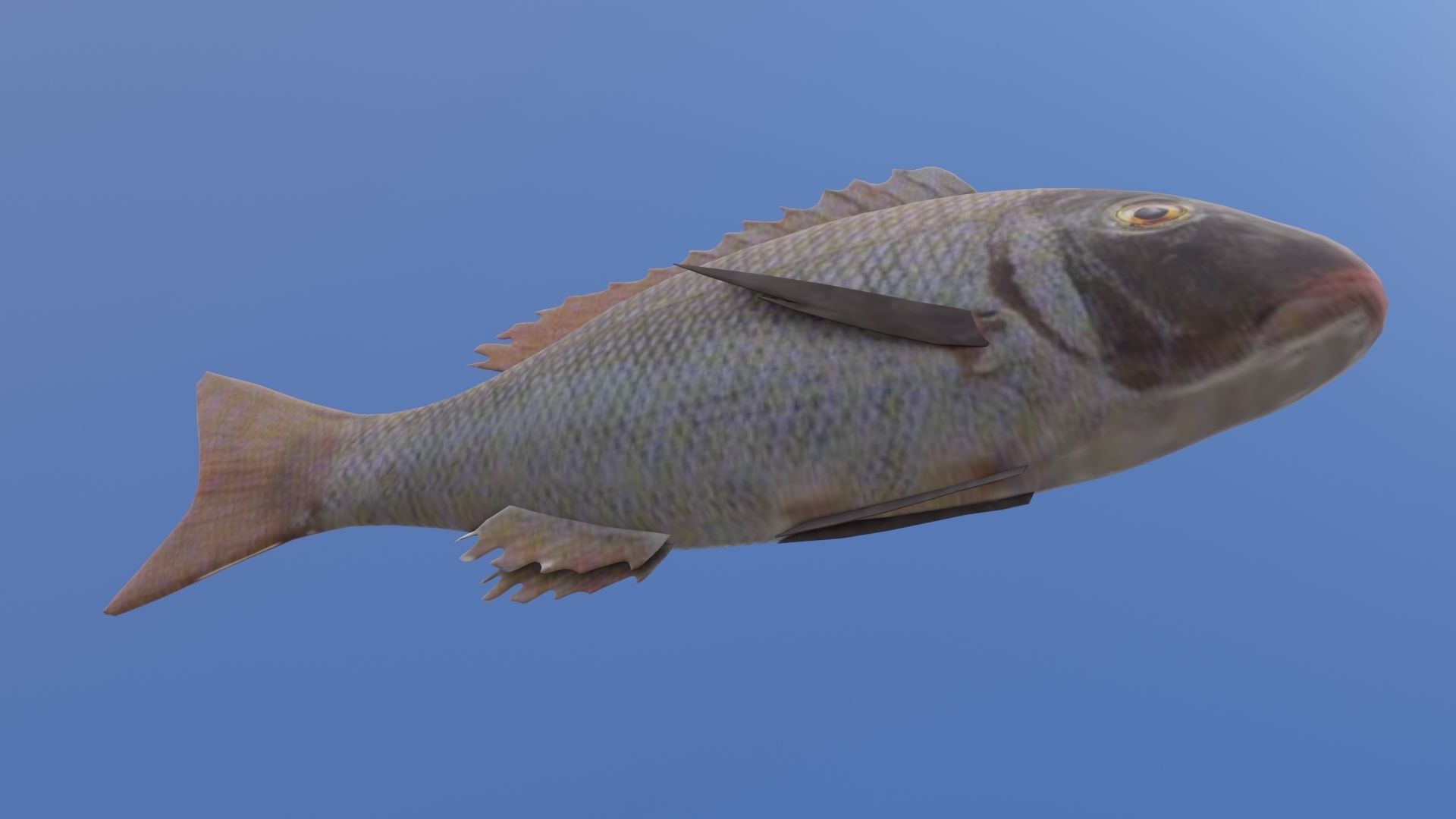 Eagle Ray and Orang finned 3D Model Collection_32