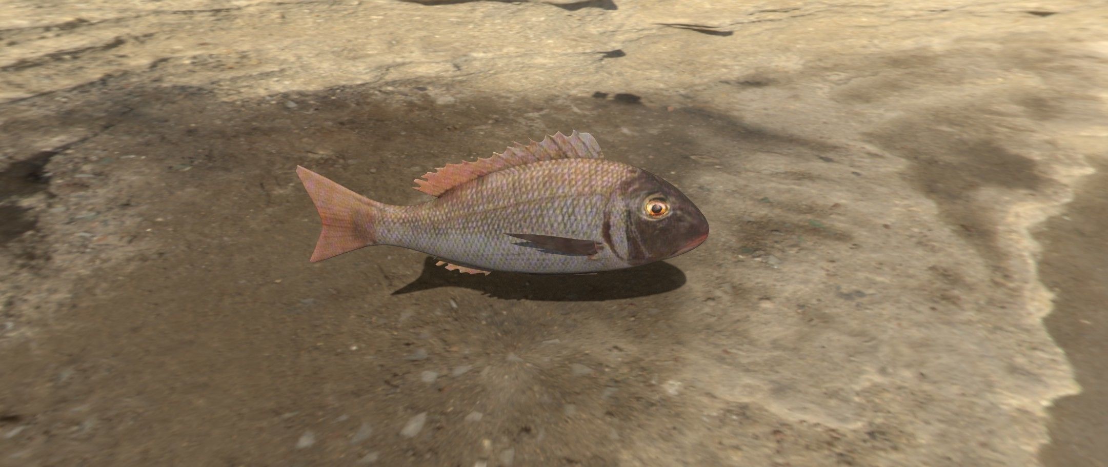 Eagle Ray and Orang finned 3D Model Collection_16