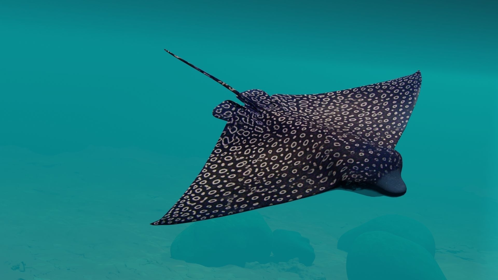 Eagle Ray and Orang finned 3D Model Collection_8