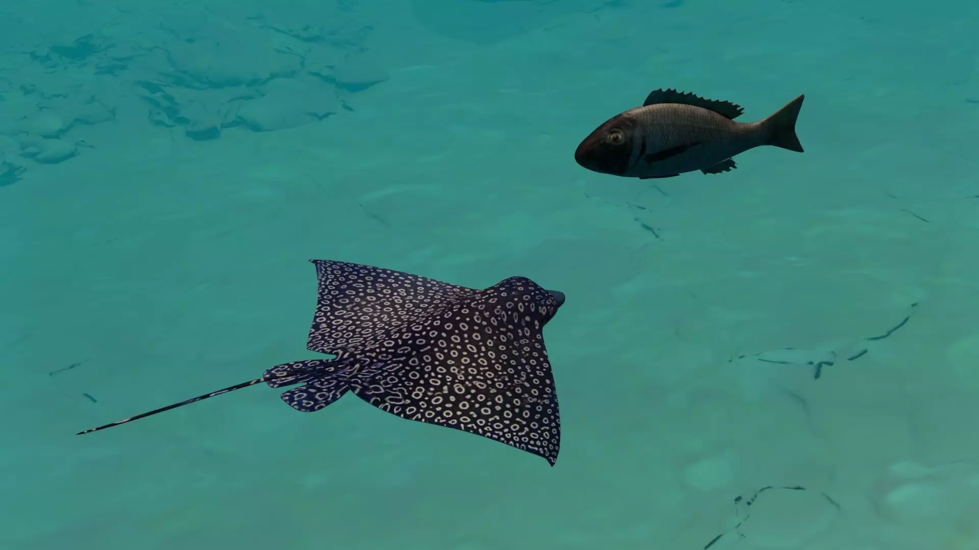 Eagle Ray and Orang finned 3D Model Collection_0