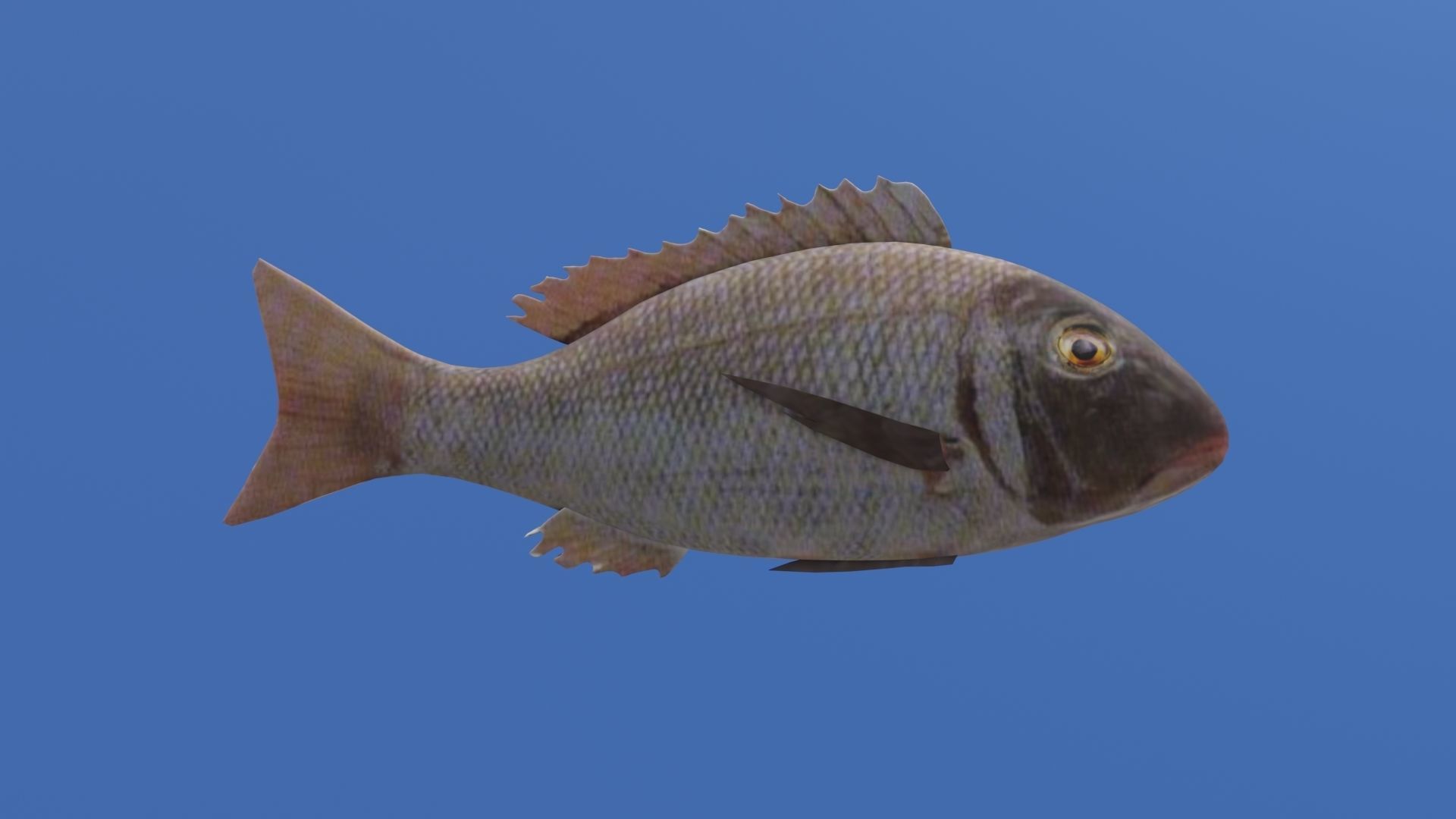 Eagle Ray and Orang finned 3D Model Collection_37