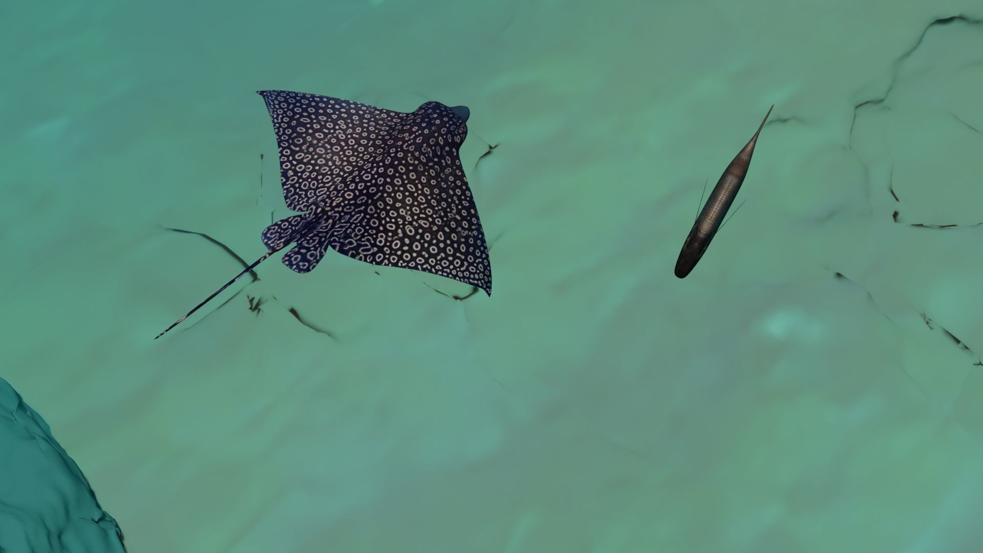 Eagle Ray and Orang finned 3D Model Collection_3