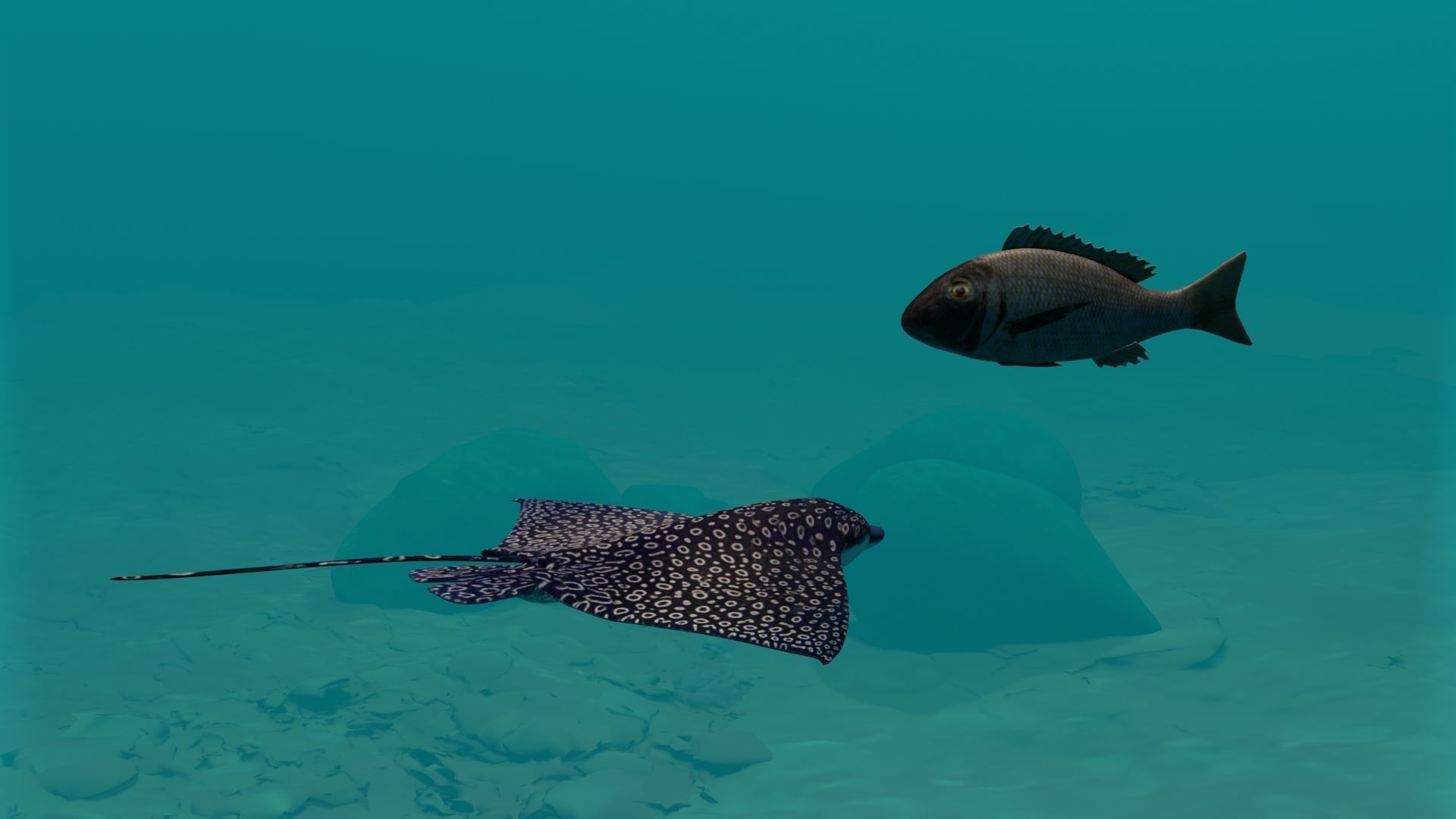 Eagle Ray and Orang finned 3D Model Collection_2