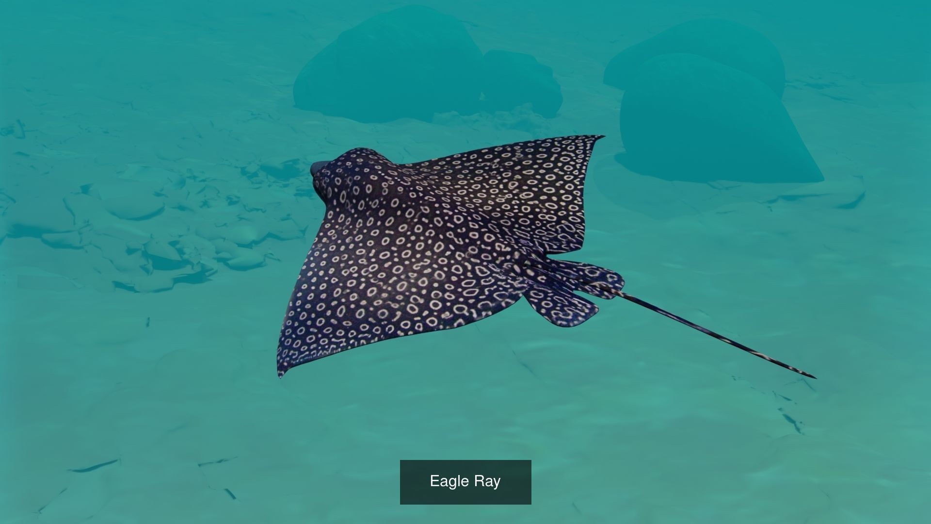 Eagle Ray and Orang finned 3D Model Collection_4