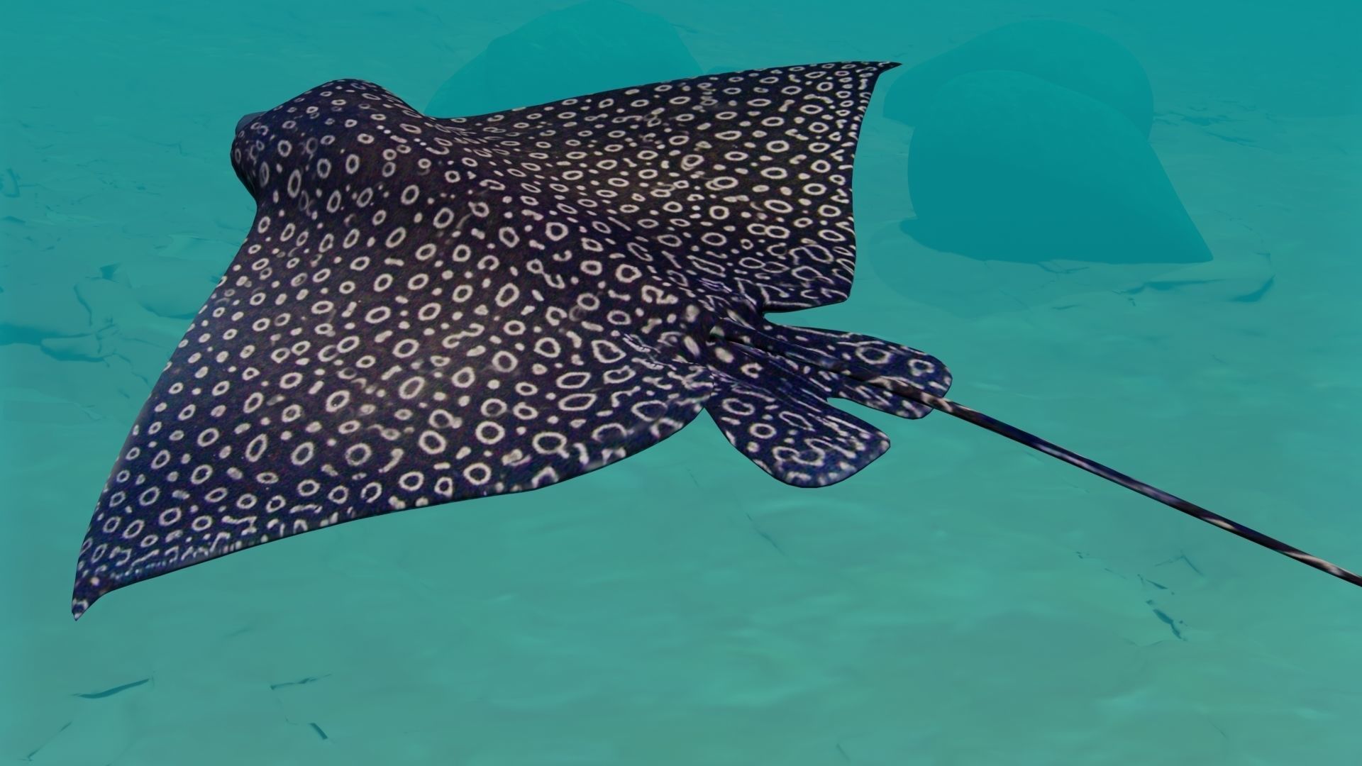 Eagle Ray and Orang finned 3D Model Collection_11
