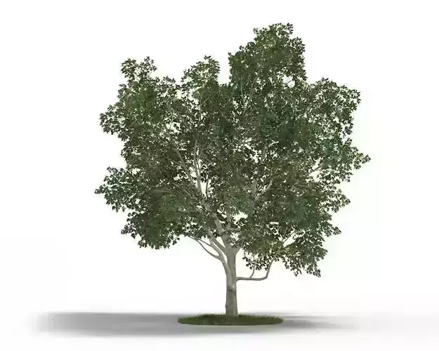 Tree   Magnolia Virginiana 3D model