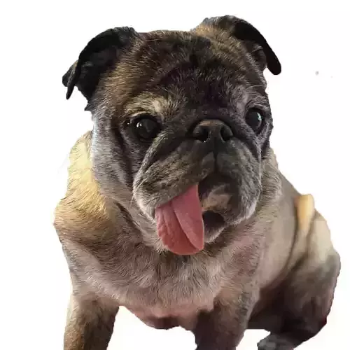 dog design free convert