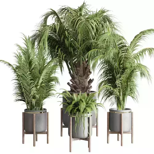 Collection indoor plant 107 pot plant palm fern concrete vase