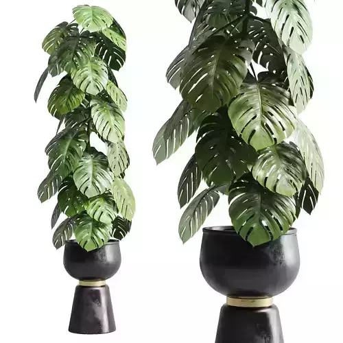 Indoor outdoor plant 109 pot palnt monstera metal dirt  3D model