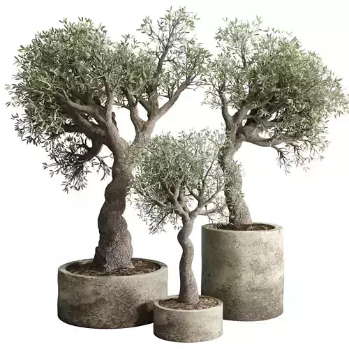 Outdoor plant concrete dirt old vase pot tree family