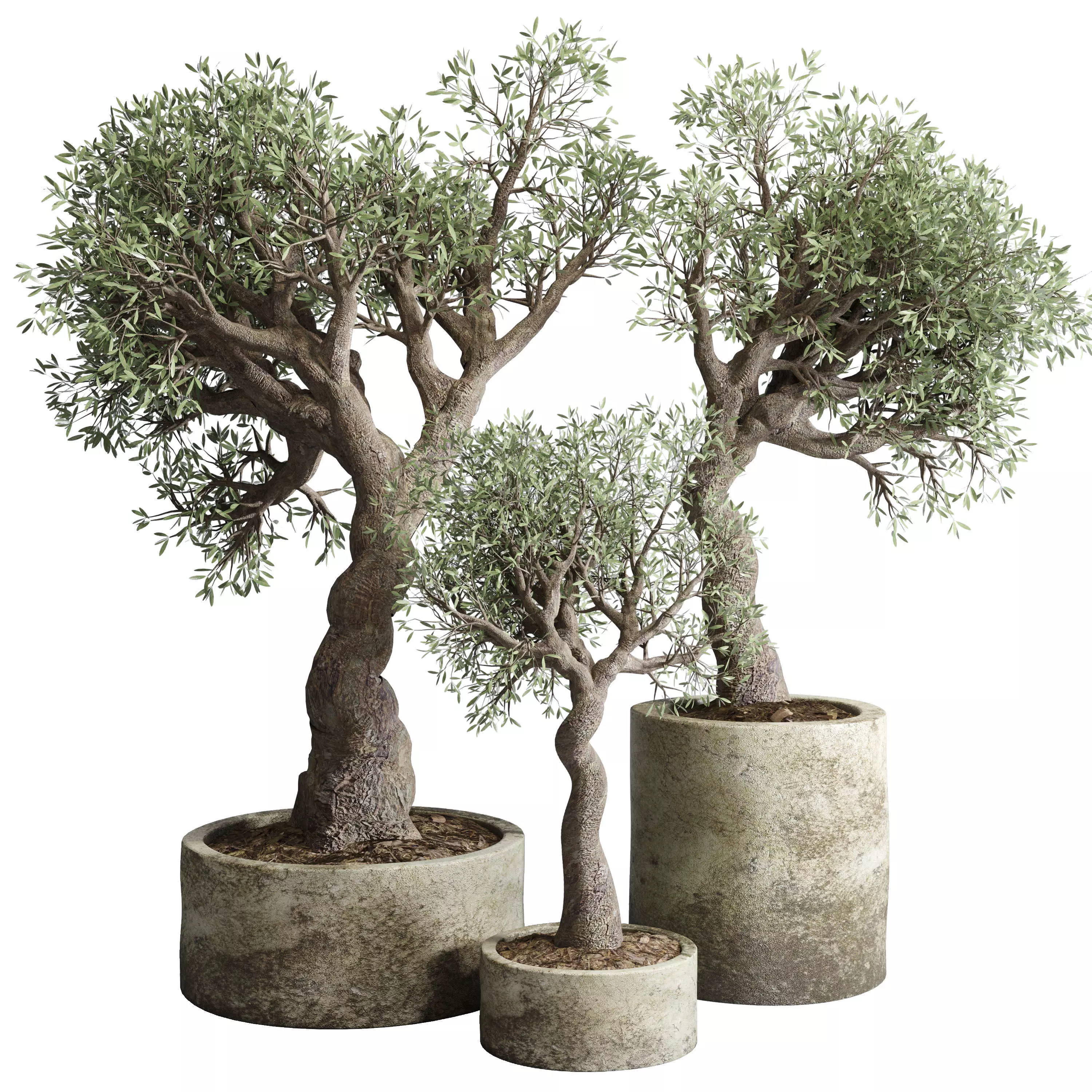 Outdoor plant concrete dirt old vase pot tree family 3D model