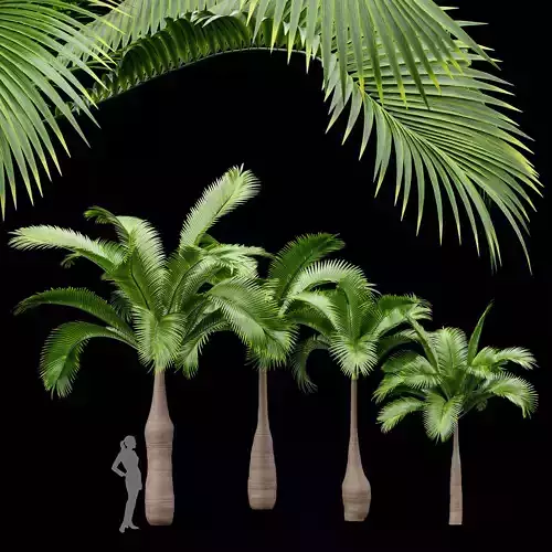 Bottle Palm Tree Hyophorbe lagenicaulis Tall 3D model