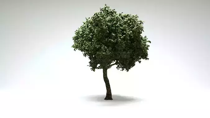 Acer Tree - Low Poly Stylized Tree Asset for Forest Biomes 3D model