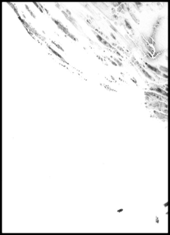 Croatia High resolution 8k cavity map Texture_1