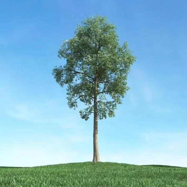 Large Green Tree 3D model_0