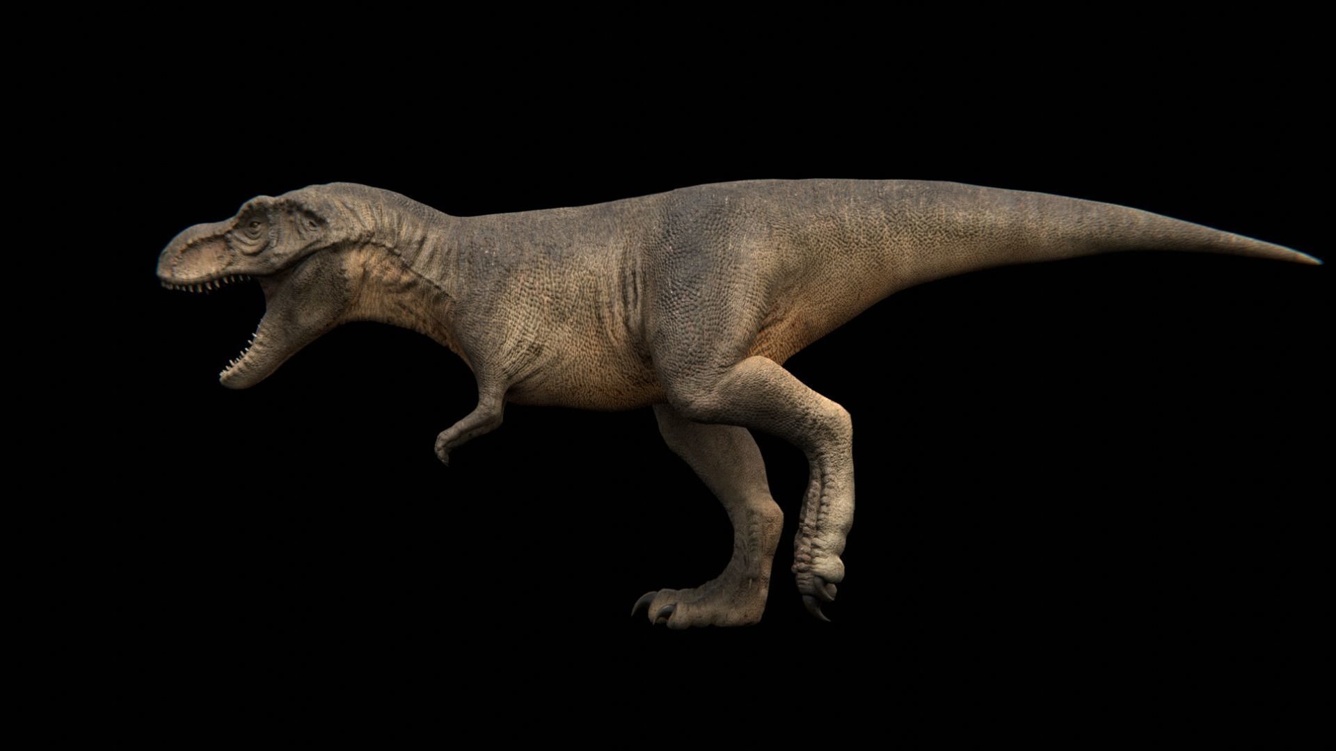 Tyrannosaurus Rex - Theropod Dinosaur Low-poly 3D model_21