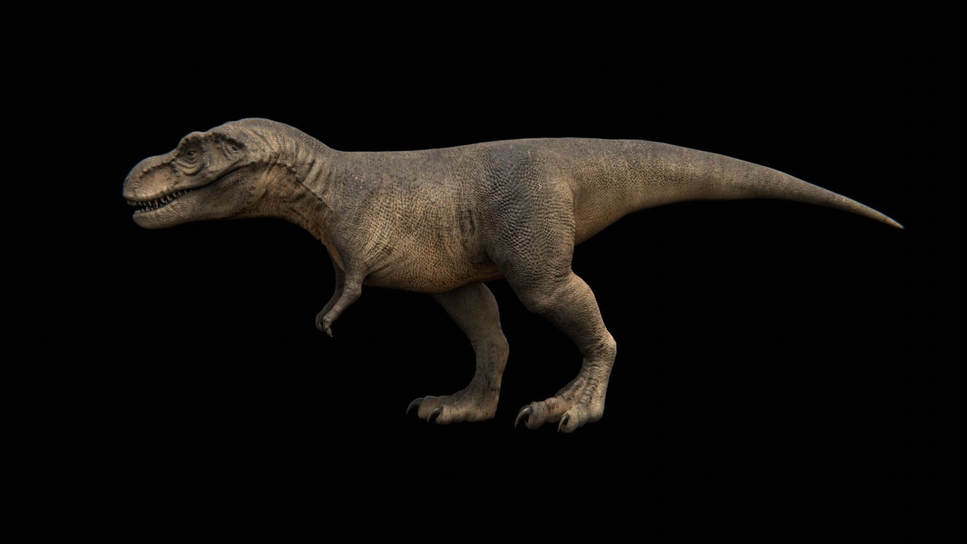Tyrannosaurus Rex - Theropod Dinosaur Low-poly 3D model_9