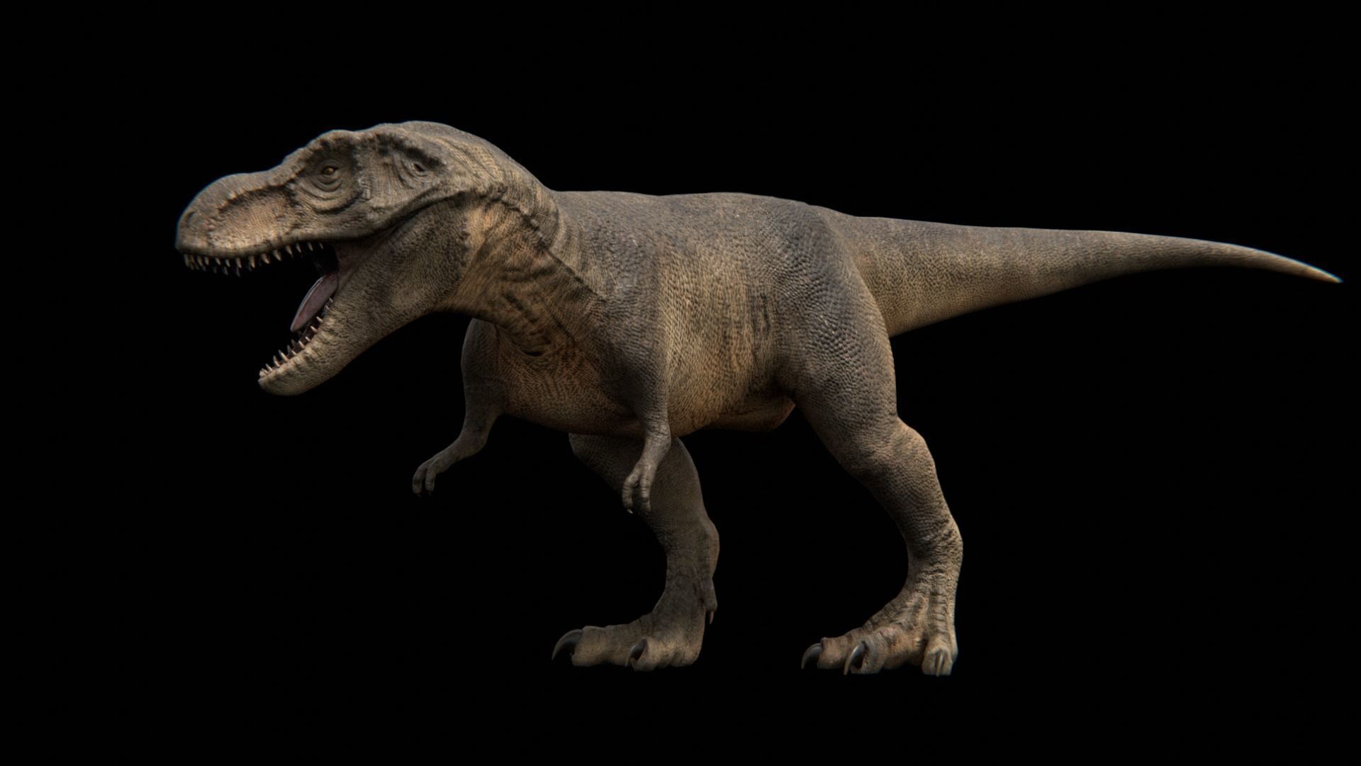 Tyrannosaurus Rex - Theropod Dinosaur Low-poly 3D model_6