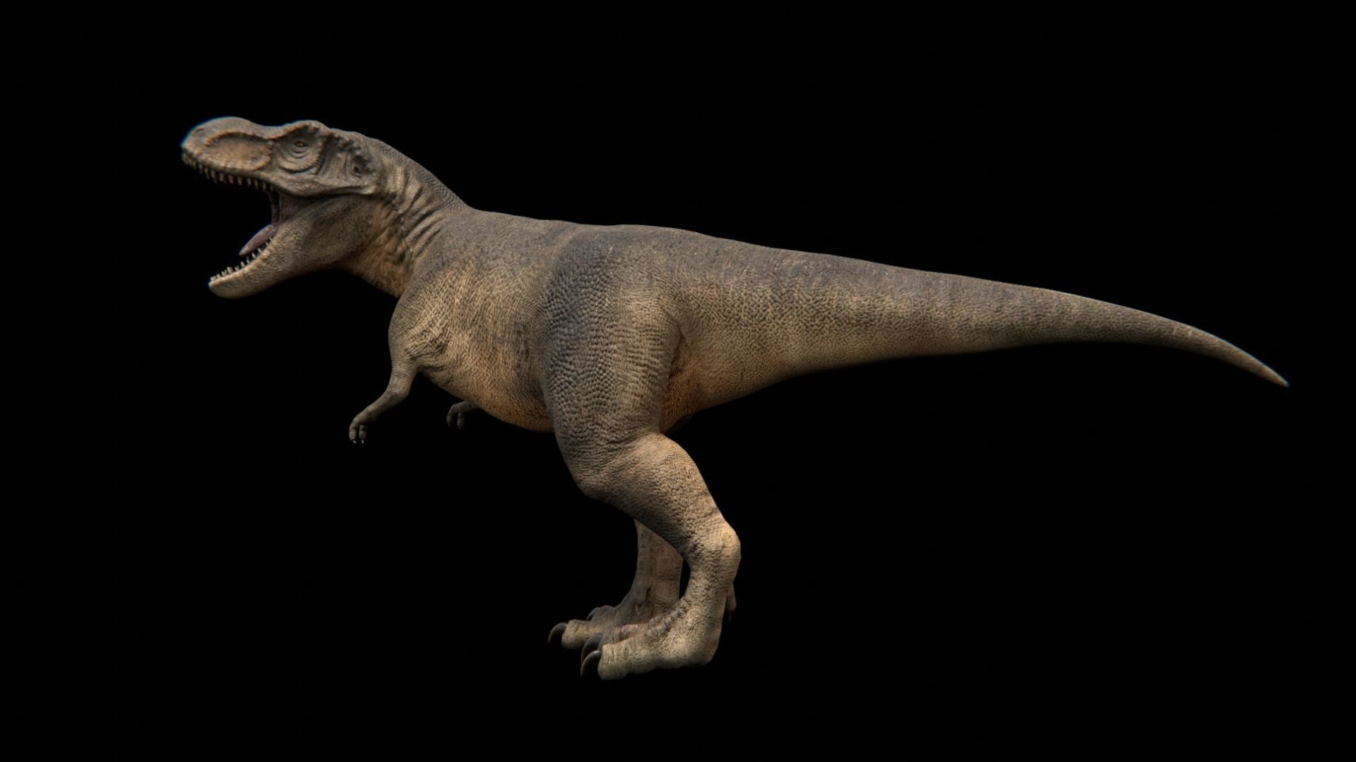 Tyrannosaurus Rex - Theropod Dinosaur Low-poly 3D model_18