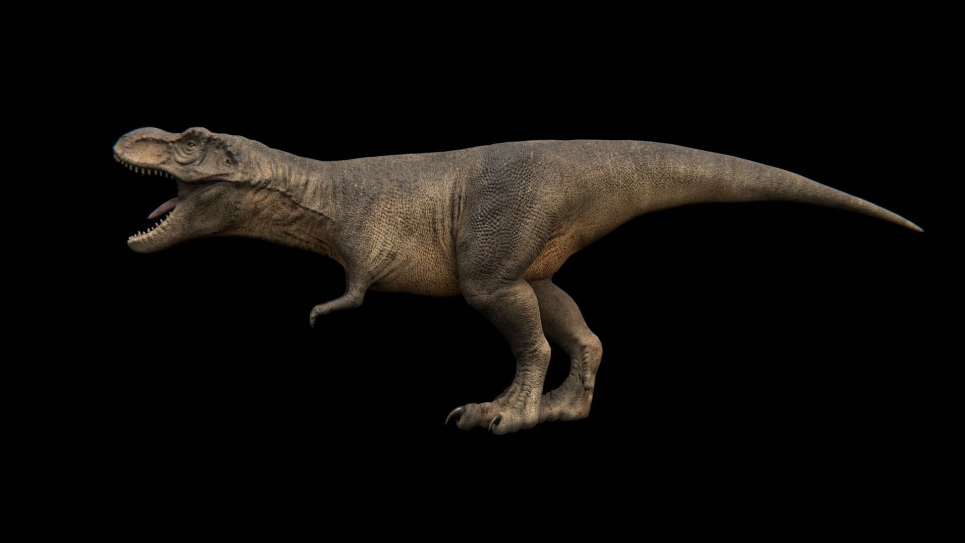 Tyrannosaurus Rex - Theropod Dinosaur Low-poly 3D model_10