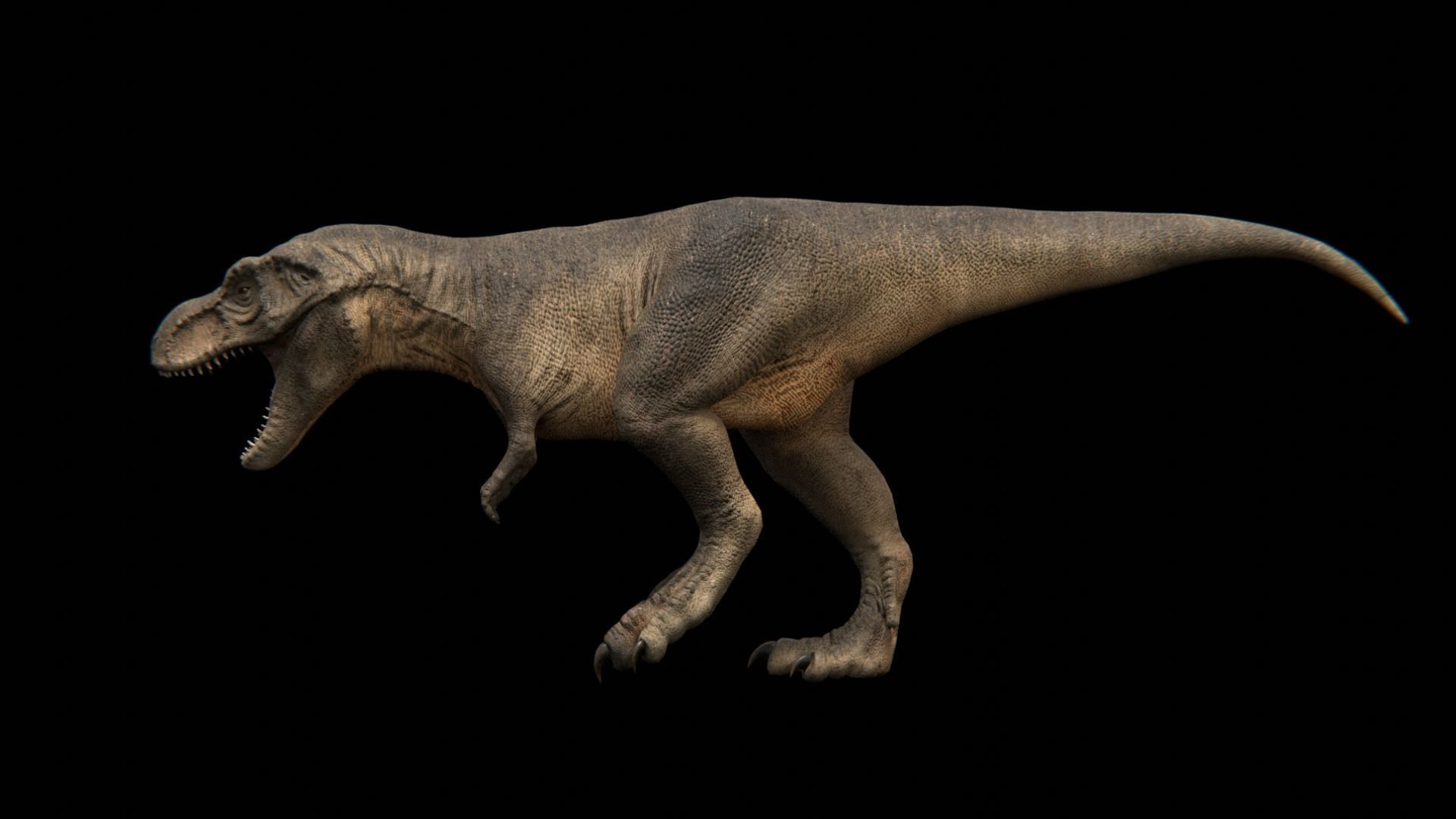 Tyrannosaurus Rex - Theropod Dinosaur Low-poly 3D model_5