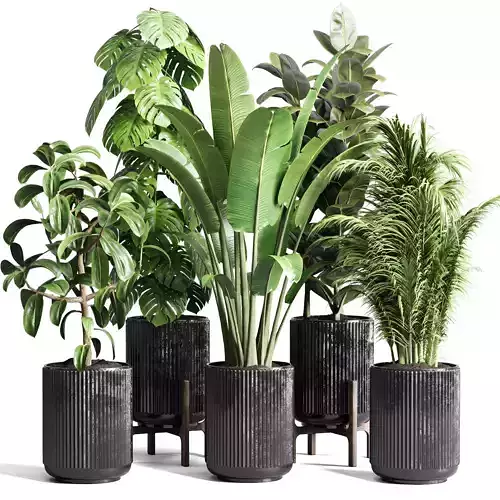 ravenala ficus rubbery monstera palm  concrete dirt vase