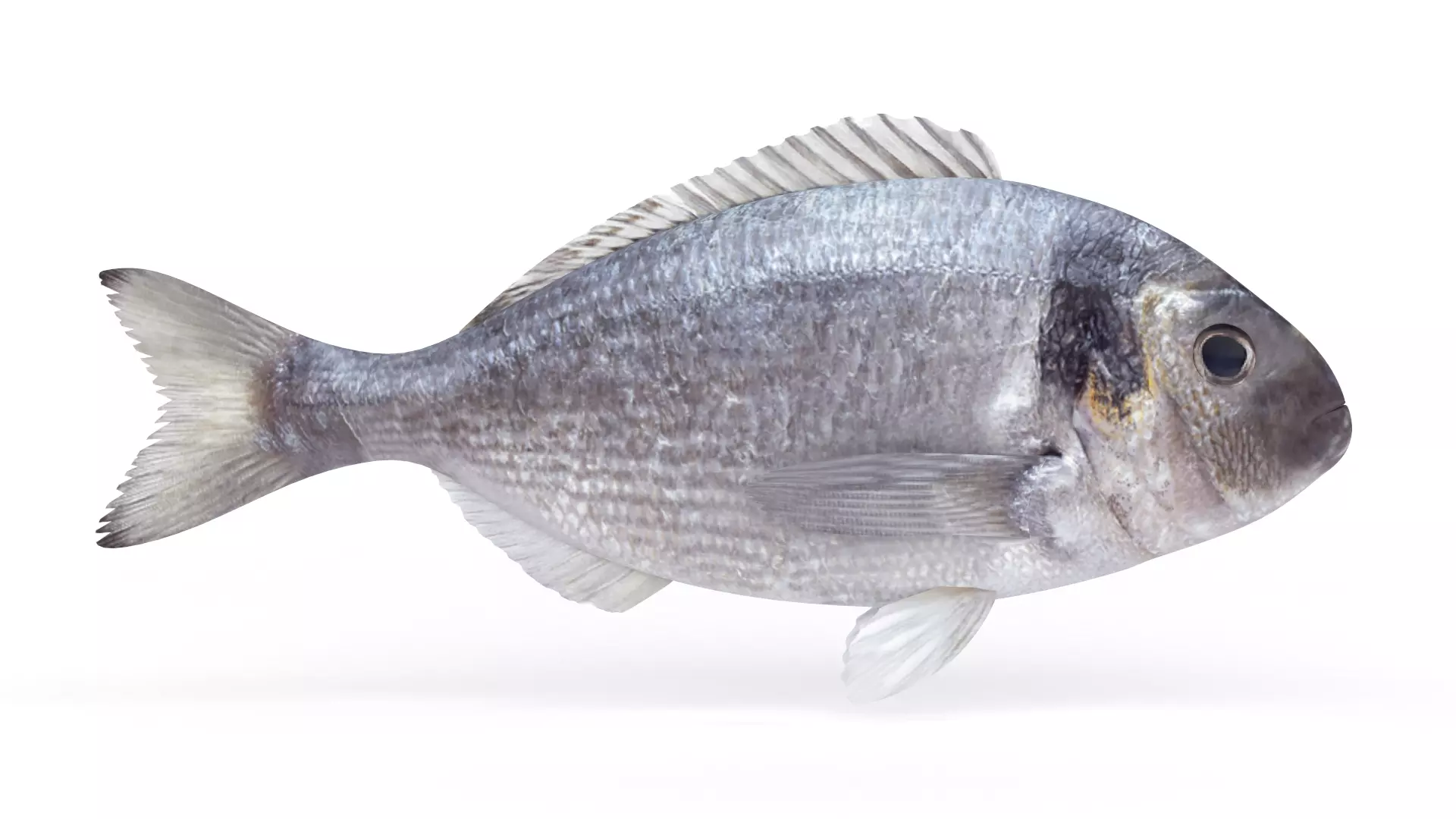 Dorado Fish 3D model_0