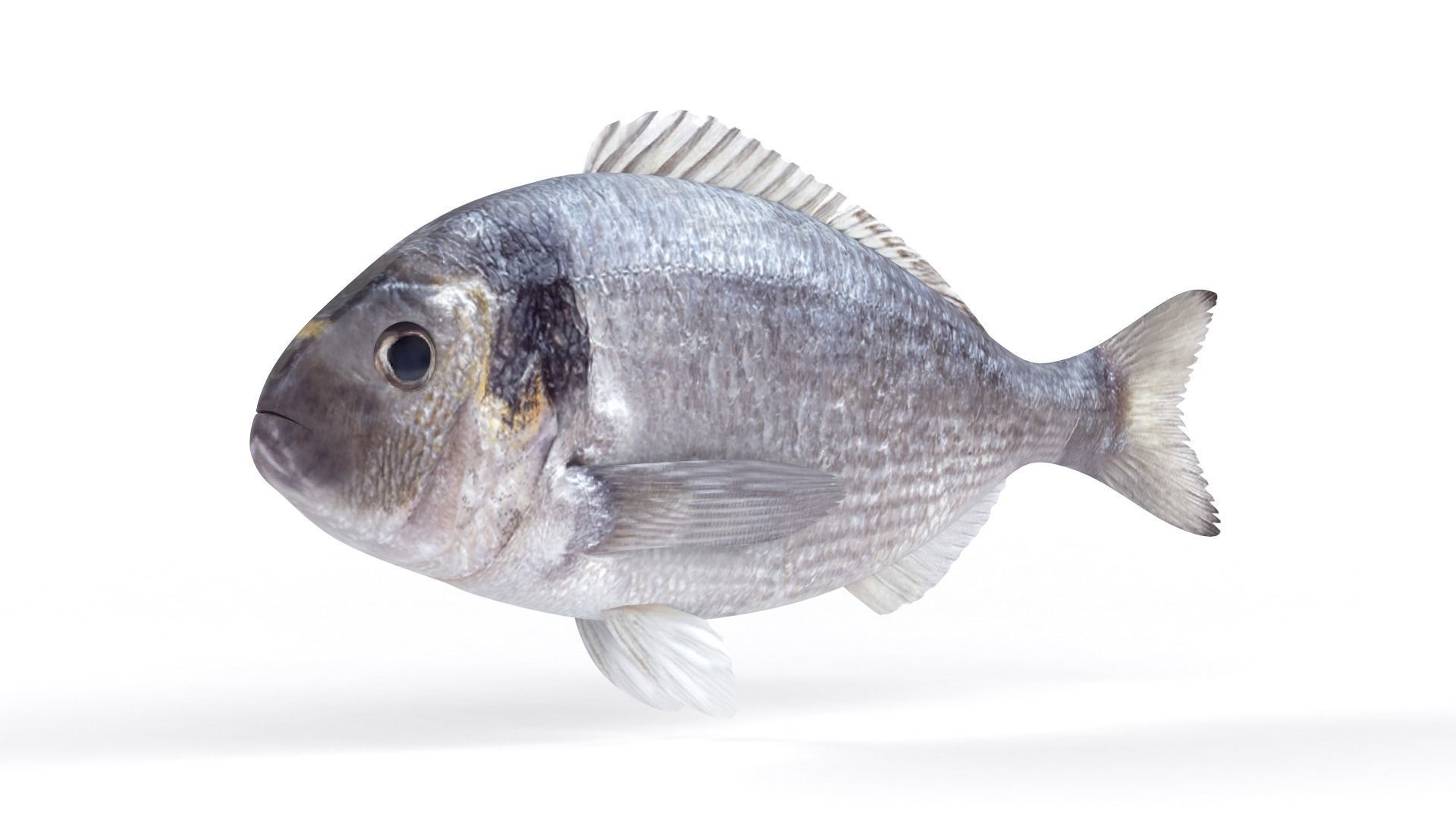 Dorado Fish 3D model_4