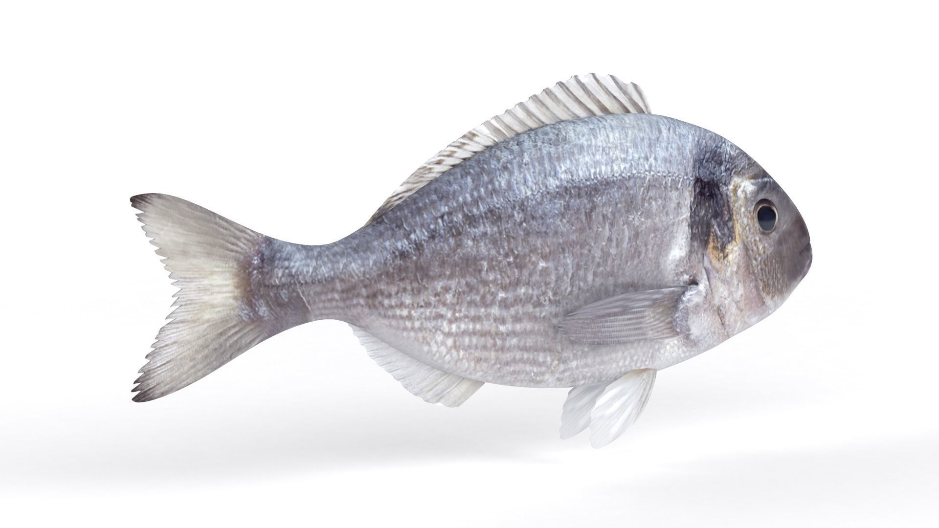 Dorado Fish 3D model_3