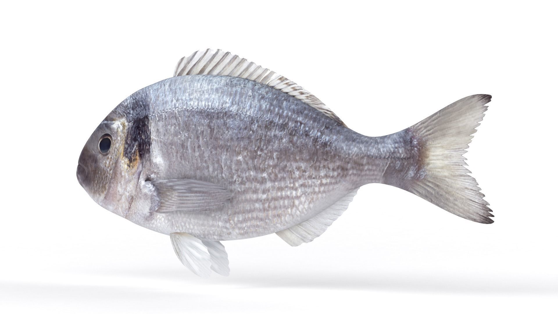 Dorado Fish 3D model_2