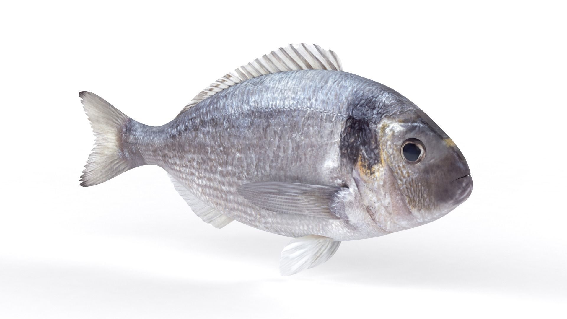 Dorado Fish 3D model_1