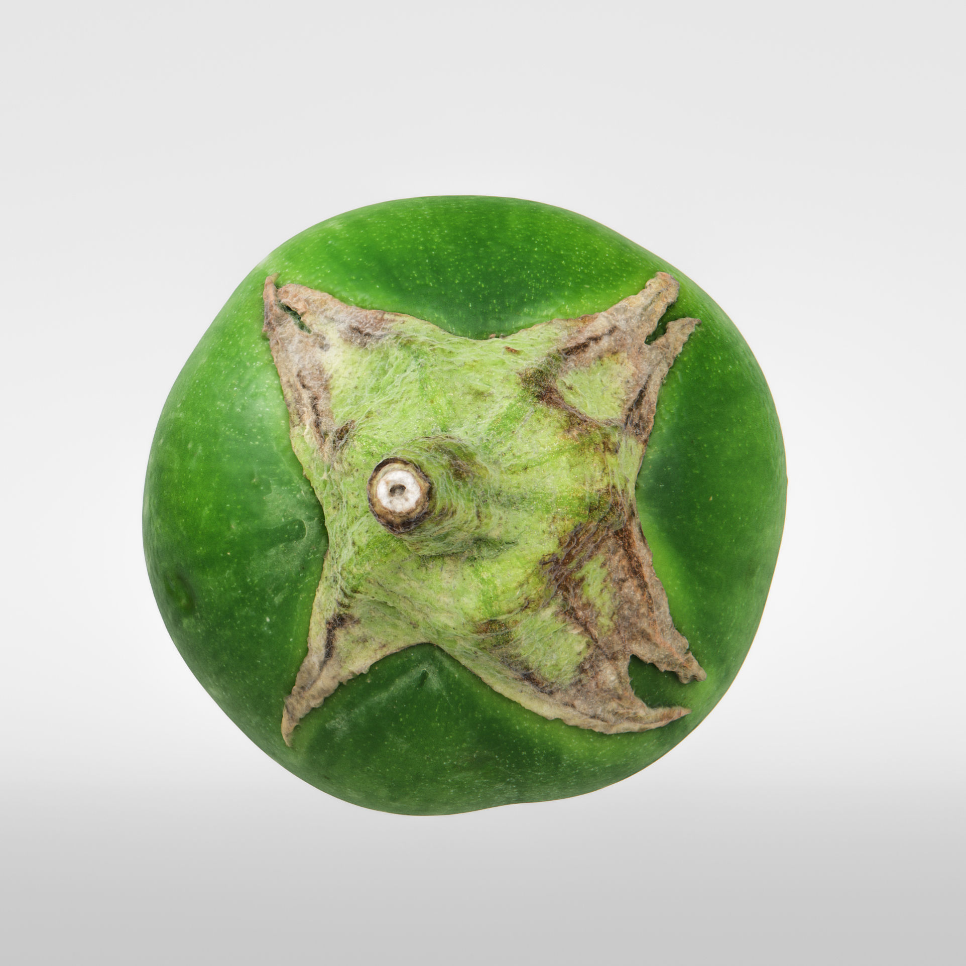 Eggplant 3D model_7