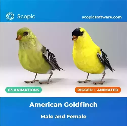 3D Bird Pack North American Eastern Goldfinch Male and Female Low-poly 3D model