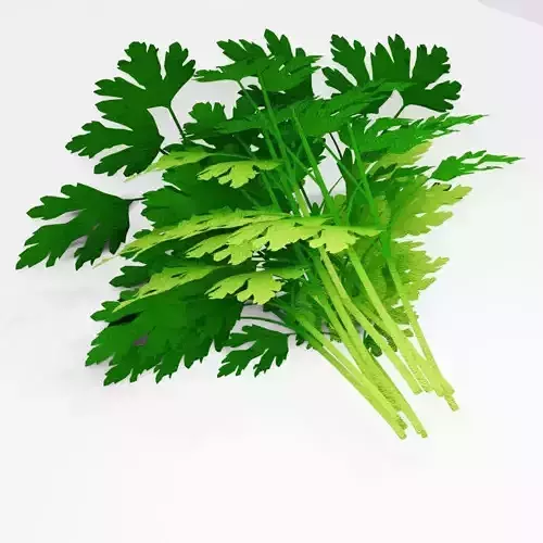 Cilantro parsley