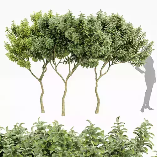 Joy Perfume Orange Michelia Champaca 3 Trees