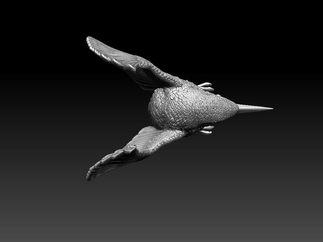 Kingfisher hummingbird 3D print model_7