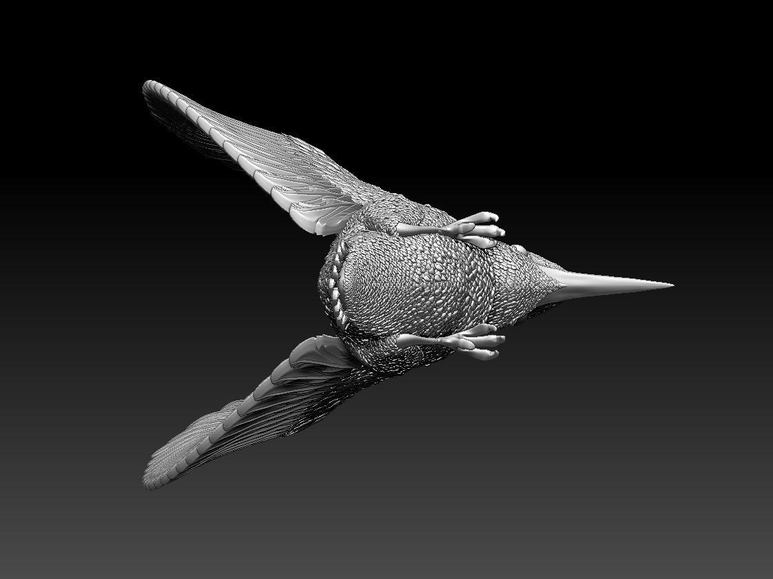 Kingfisher hummingbird 3D print model_10