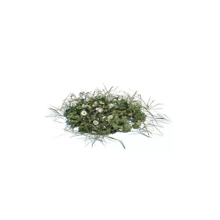 Grass And Wildflowers 3D model_0
