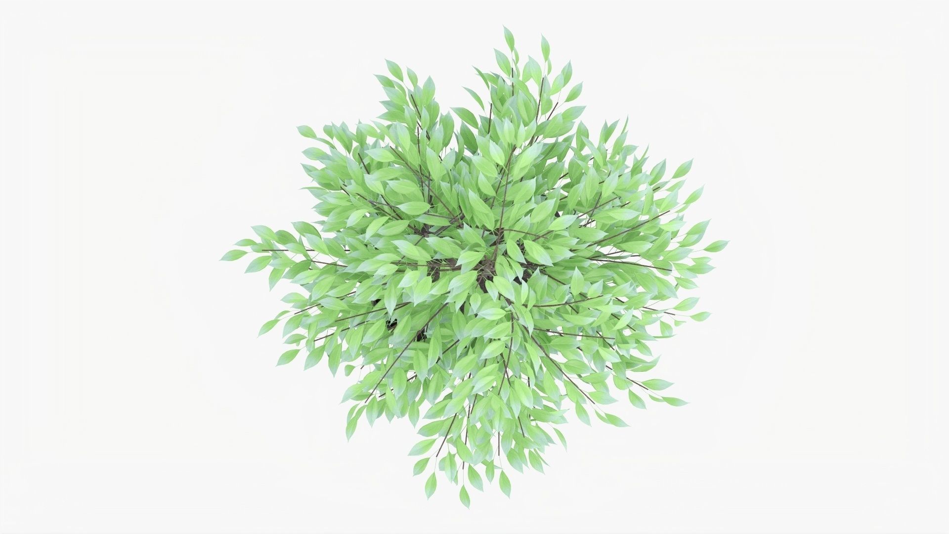 Decorative potted tree 02v2 3D model_6