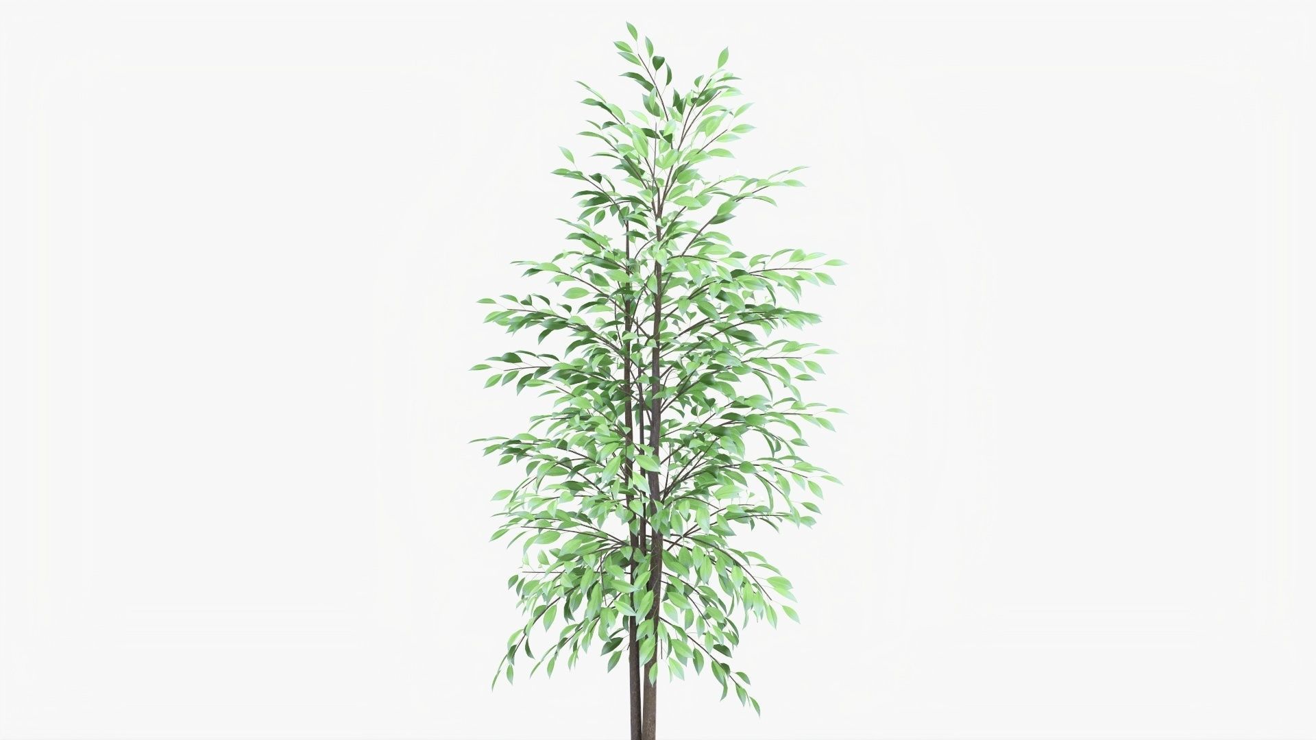 Decorative potted tree 02v2 3D model_2