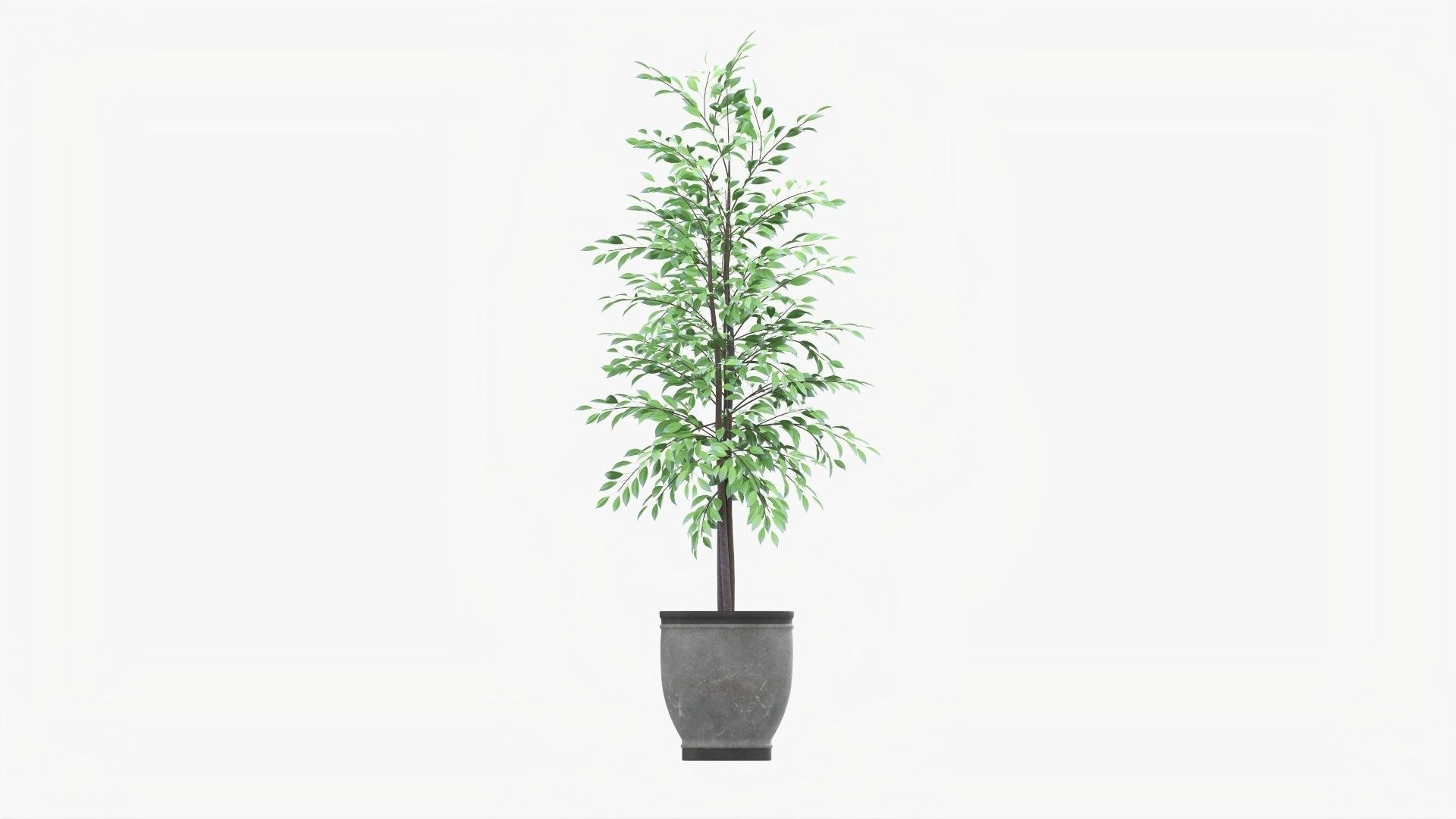 Decorative potted tree 02v2 3D model_5