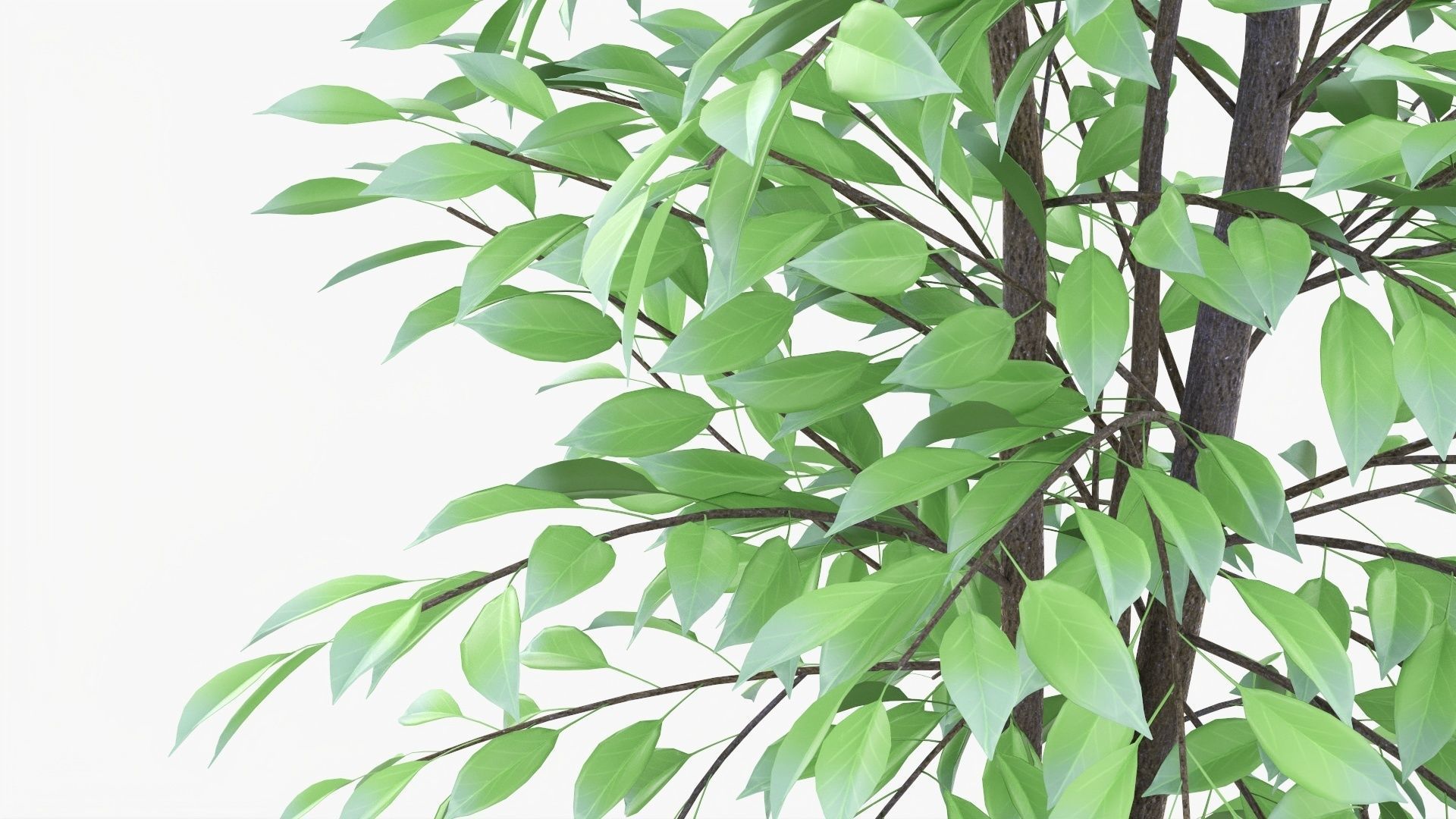 Decorative potted tree 02v2 3D model_3