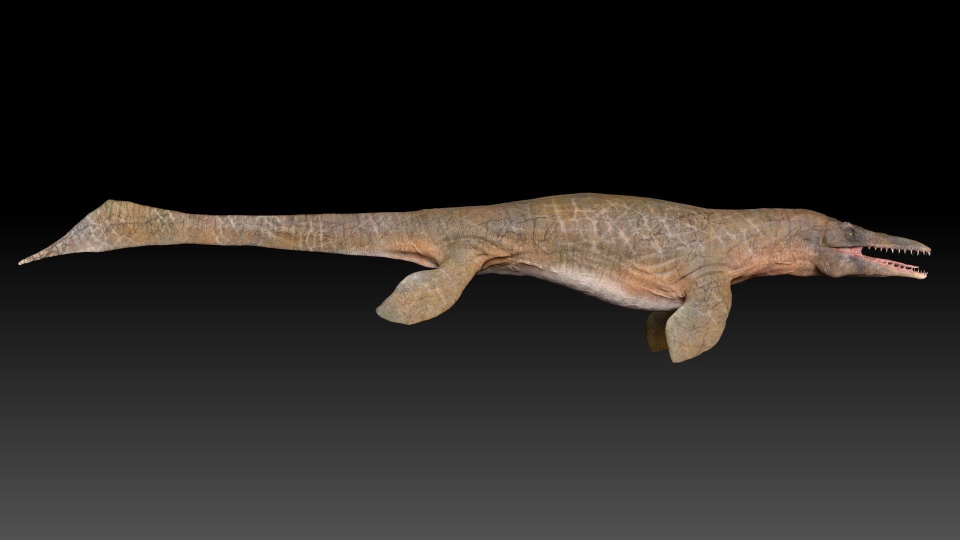 Tylosaurus Sculpt Project 3D model_11