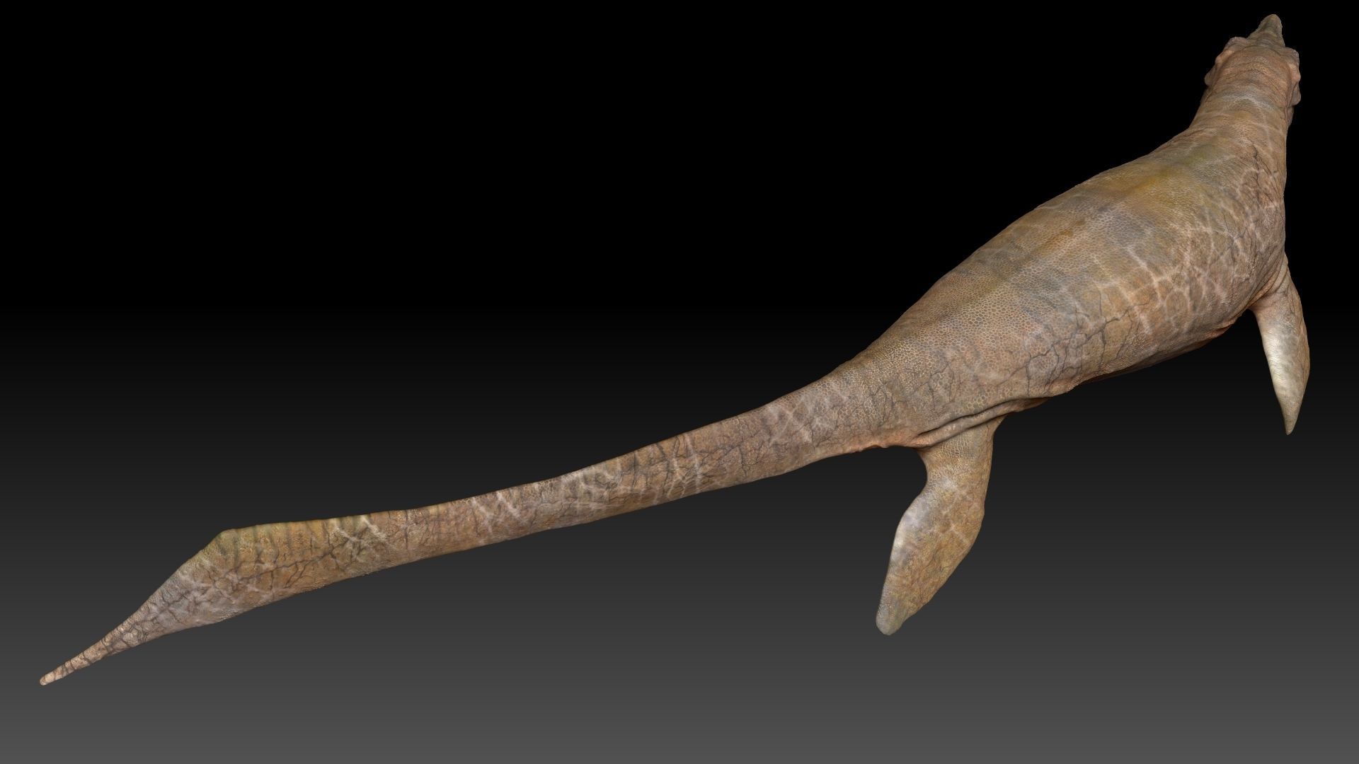 Tylosaurus Sculpt Project 3D model_7