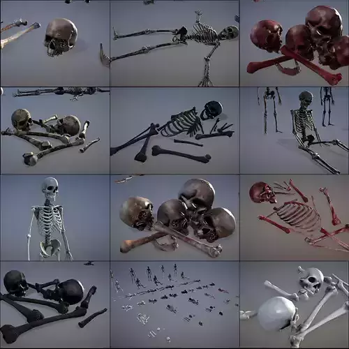 Human Bones Asset 3D model Low-poly 3D model