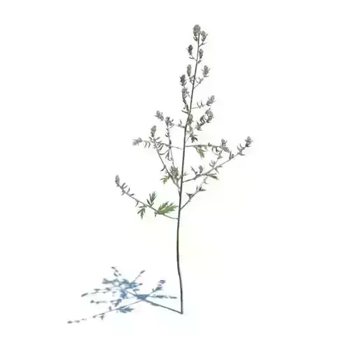 Small Sapling Tree 3D model
