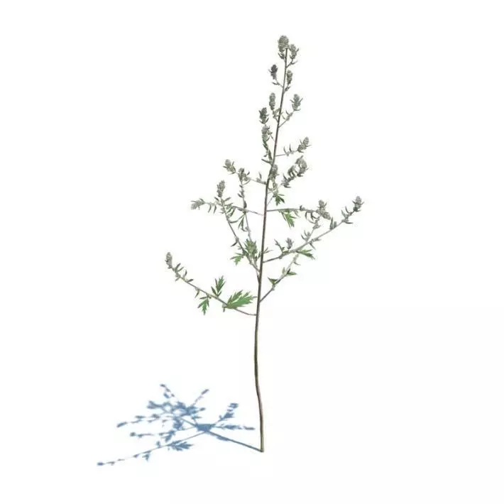 Small Sapling Tree 3D model