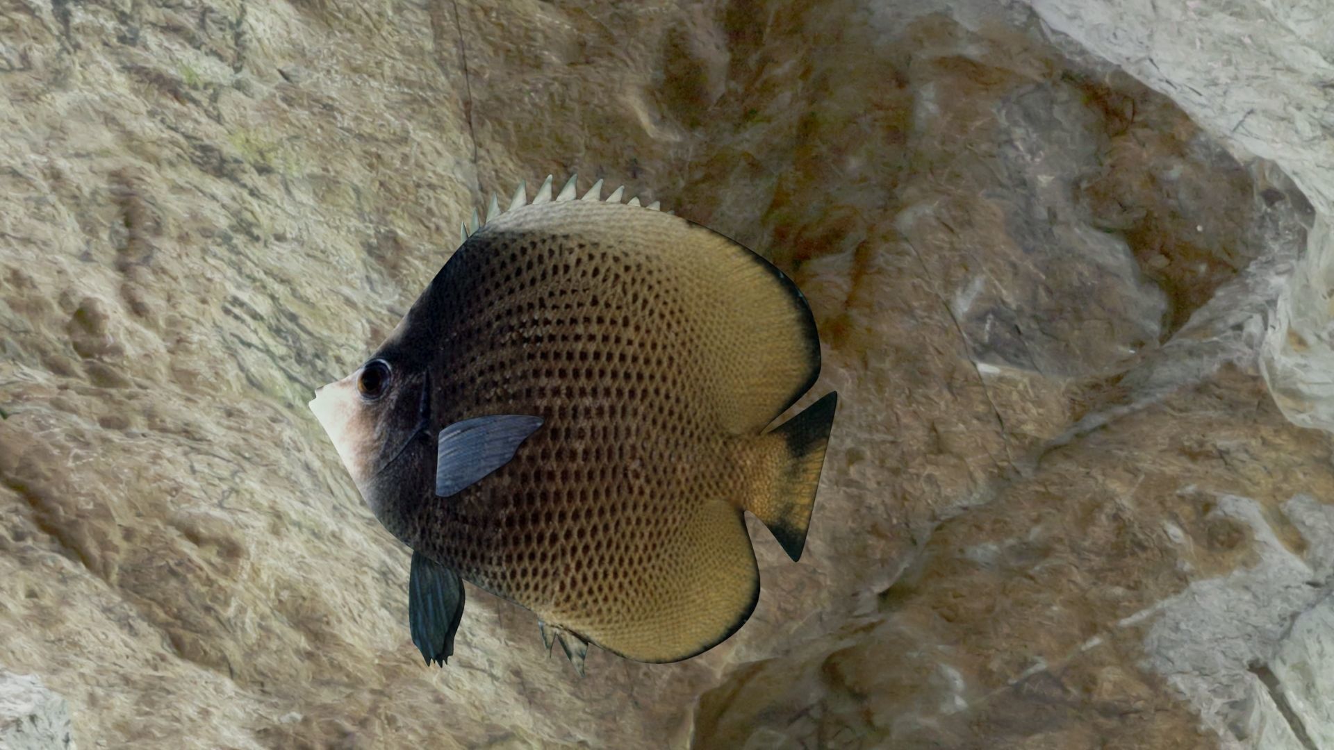 Dark butterfly fish Low-poly 3D model_20