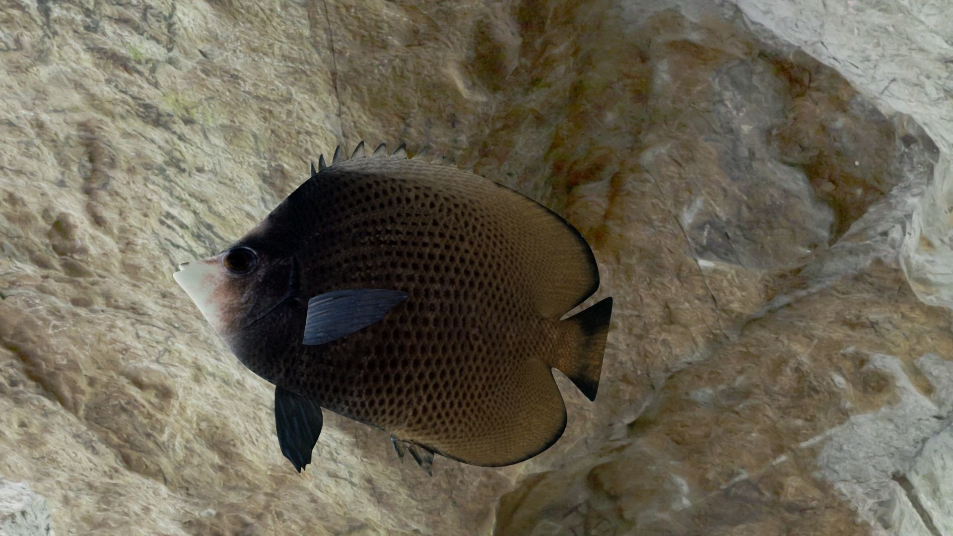 Dark butterfly fish Low-poly 3D model_16