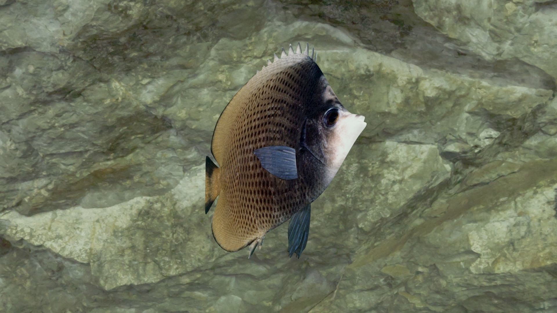 Dark butterfly fish Low-poly 3D model_6